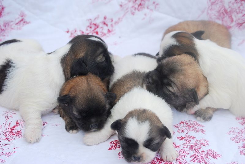 Chiot Epagneul tibetain ONITSHA'S