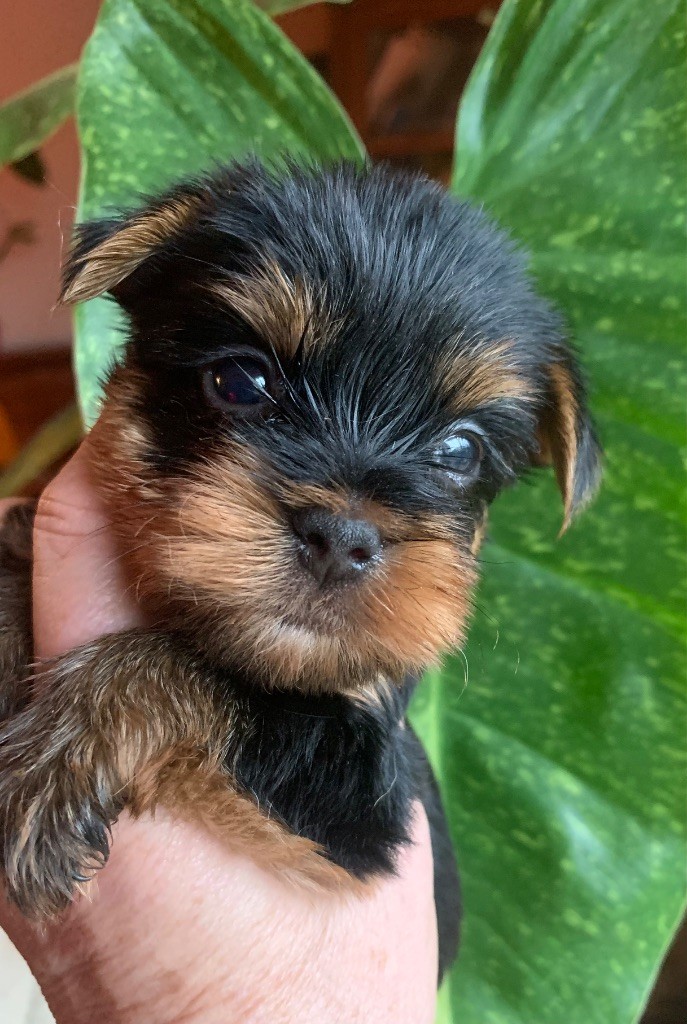 ONITSHA'S - Chiots disponibles - Yorkshire Terrier