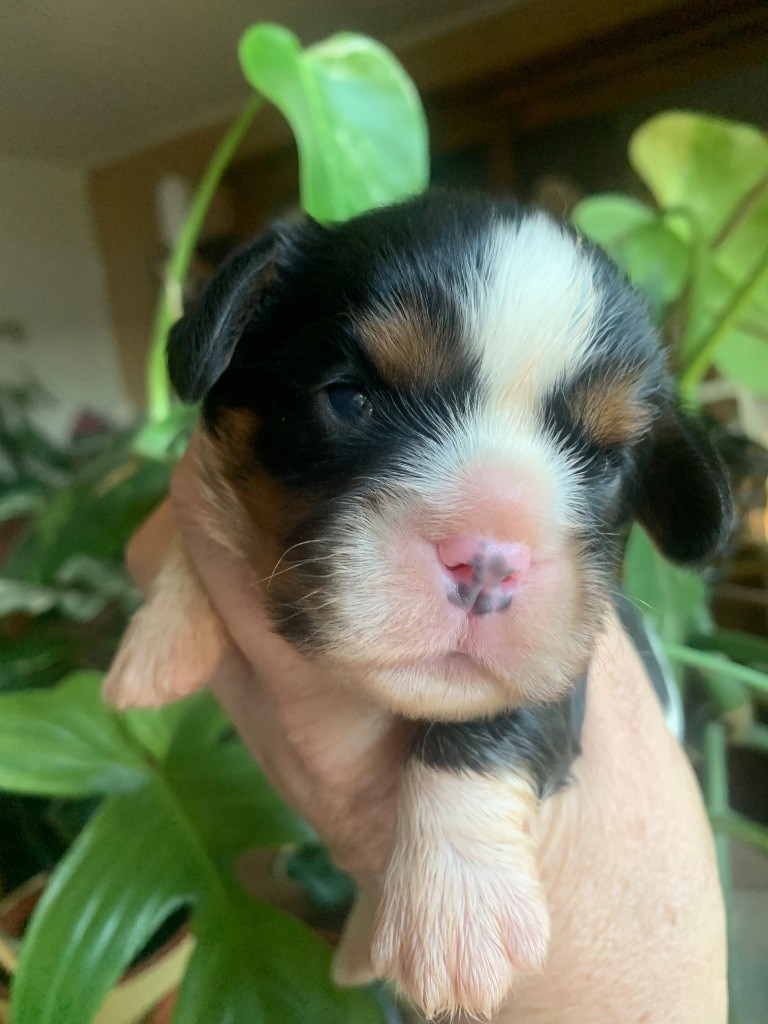 ONITSHA'S - Chiots disponibles - Cavalier King Charles Spaniel