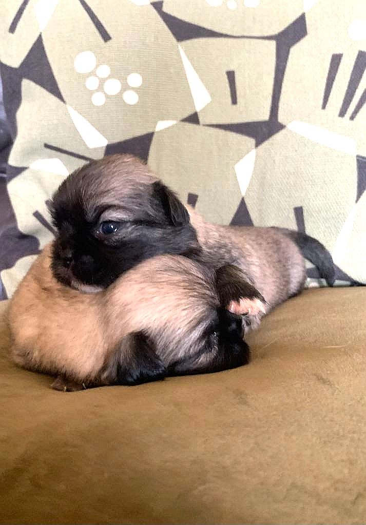 ONITSHA'S - Chiots disponibles - Epagneul tibetain