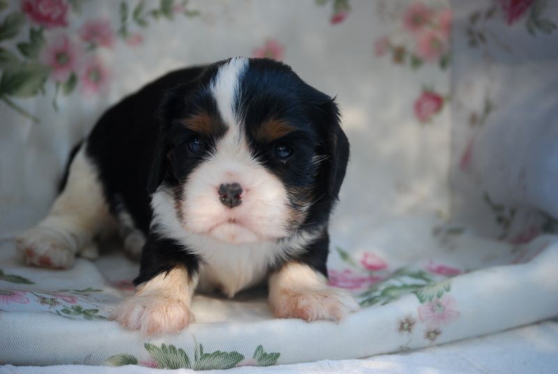 CHIOT