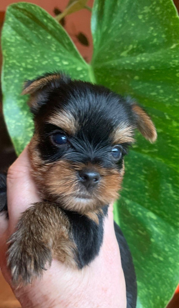 ONITSHA'S - Chiots disponibles - Yorkshire Terrier